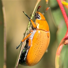 Anoplognathus brunnipennis (Green-tailed Christmas beetle) at Casey, ACT - 11 Jan 2025 by Hejor1