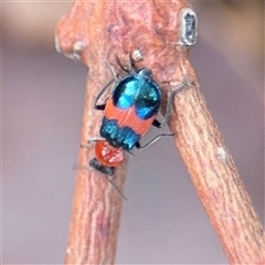 Dicranolaius cinctus (Notched-leg Red & Blue Flower Beetle) at Casey, ACT - 11 Jan 2025 by Hejor1