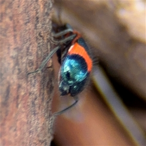 Dicranolaius bellulus at Casey, ACT - 11 Jan 2025