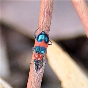 Dicranolaius bellulus at Casey, ACT - 11 Jan 2025