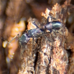 Rhytidoponera metallica (Greenhead ant) at Casey, ACT - 11 Jan 2025 by Hejor1