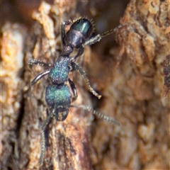 Rhytidoponera metallica at Casey, ACT - 11 Jan 2025 01:30 PM