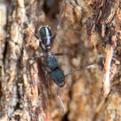 Rhytidoponera metallica at Casey, ACT - 11 Jan 2025 01:30 PM