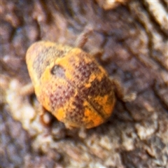 Haplonyx sp. (genus) (Unidentified Haplonyx weevil) at Casey, ACT - 11 Jan 2025 by Hejor1