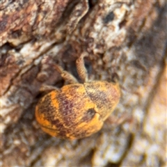 Haplonyx sp. (genus) at Casey, ACT - 11 Jan 2025 01:27 PM