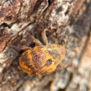 Haplonyx sp. (genus) at Casey, ACT - 11 Jan 2025 01:27 PM