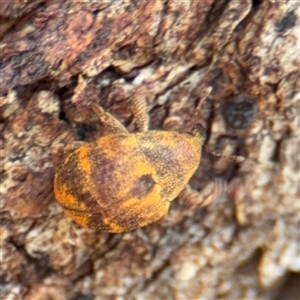 Haplonyx sp. (genus) at Casey, ACT - 11 Jan 2025 01:27 PM