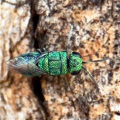 Chrysididae (family) (Cuckoo wasp or Emerald wasp) at Casey, ACT - 11 Jan 2025 by Hejor1