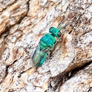 Chrysididae (family) at Casey, ACT - 11 Jan 2025 01:24 PM