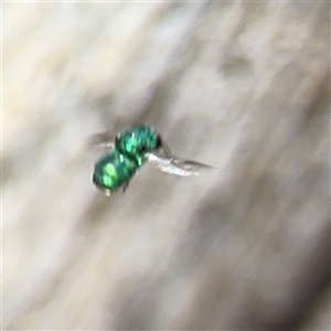 Chrysididae (family) at Casey, ACT - 11 Jan 2025 01:24 PM