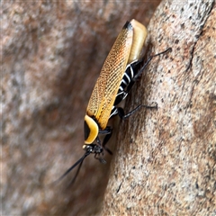 Ellipsidion australe (Austral Ellipsidion cockroach) at Casey, ACT - 11 Jan 2025 by Hejor1