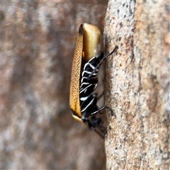 Ellipsidion australe at Casey, ACT - 11 Jan 2025 01:43 PM