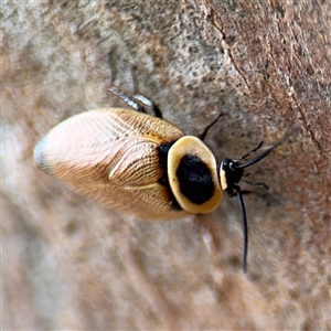 Ellipsidion australe at Casey, ACT - 11 Jan 2025