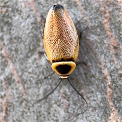 Ellipsidion australe at Casey, ACT - 11 Jan 2025