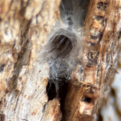 Segestriidae sp (family) (Tube Dwelling Spider) at Casey, ACT - 11 Jan 2025 by Hejor1