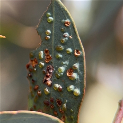 Ophelimus maskellii (Eucalyptus Gall Wasp) at Casey, ACT - 11 Jan 2025 by Hejor1