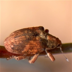 Gonipterus sp. (genus) (Eucalyptus Weevil) at Casey, ACT - 11 Jan 2025 by Hejor1