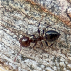 Anonychomyrma sp. (genus) at Casey, ACT - 11 Jan 2025 by Hejor1