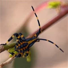 Amorbus sp. (genus) (Eucalyptus Tip bug) at Casey, ACT - 11 Jan 2025 by Hejor1