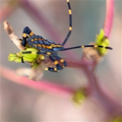 Amorbus sp. (genus) at Casey, ACT - 11 Jan 2025 01:15 PM