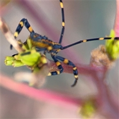 Amorbus sp. (genus) at Casey, ACT - 11 Jan 2025 01:15 PM