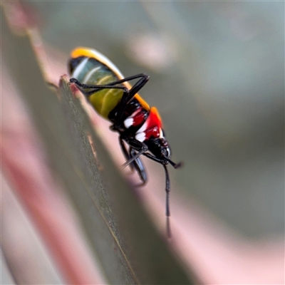 Dindymus versicolor (Harlequin Bug) at Casey, ACT - 11 Jan 2025 by Hejor1