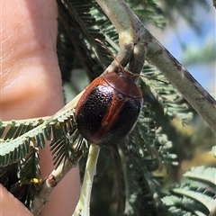 Dicranosterna immaculata (Acacia leaf beetle) at Bungendore, NSW - 11 Jan 2025 by clarehoneydove