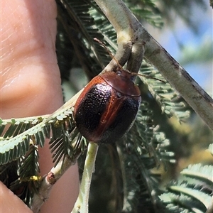 Dicranosterna immaculata at Bungendore, NSW - suppressed