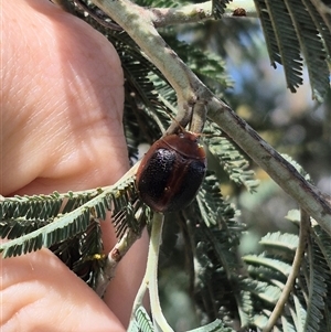 Dicranosterna immaculata at Bungendore, NSW - suppressed