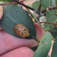 Paropsis atomaria (Eucalyptus leaf beetle) at Bungendore, NSW - 11 Jan 2025 by clarehoneydove