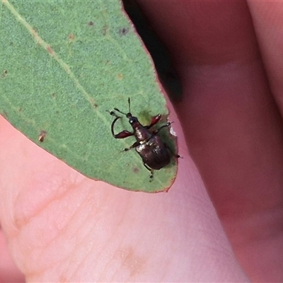 Euops sp. (genus) (A leaf-rolling weevil) at Bungendore, NSW - 11 Jan 2025 by clarehoneydove