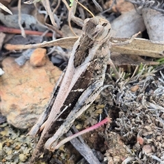 Gastrimargus musicus (Yellow-winged Locust or Grasshopper) at Bungendore, NSW - 11 Jan 2025 by clarehoneydove