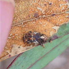 Orthorhinus klugii (Vine weevil) at Bungendore, NSW - 11 Jan 2025 by clarehoneydove