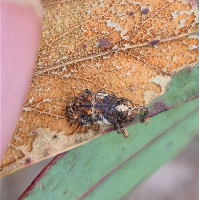 Orthorhinus klugii (Vine weevil) at Bungendore, NSW - 11 Jan 2025 by clarehoneydove