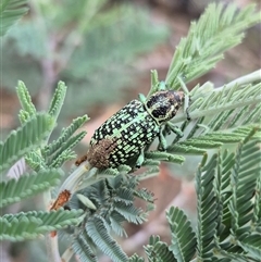 Chrysolopus spectabilis at Bungendore, NSW - 11 Jan 2025 by clarehoneydove