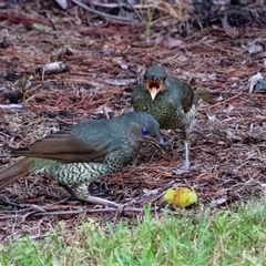 Ptilonorhynchus violaceus (Satin Bowerbird) at Penrose, NSW - 11 Jan 2025 by Aussiegall