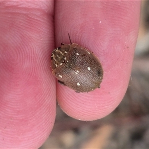 Paropsis aegrota at Bungendore, NSW - suppressed