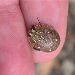 Paropsis aegrota at Bungendore, NSW - suppressed