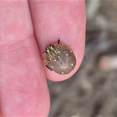 Paropsis aegrota at Bungendore, NSW - suppressed