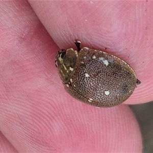 Paropsis aegrota at Bungendore, NSW - suppressed