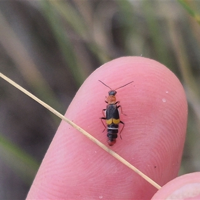 Carphurus sp. (genus) (Soft-winged flower beetle) at Bungendore, NSW - 11 Jan 2025 by clarehoneydove