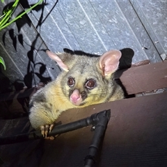 Trichosurus vulpecula (Common Brushtail Possum) at Melba, ACT - 11 Jan 2025 by kasiaaus