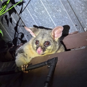 Trichosurus vulpecula at Melba, ACT - 11 Jan 2025 10:36 PM