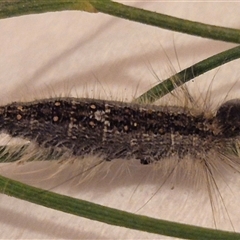 Lymantriinae (subfamily) (Unidentified tussock moths) at Bungendore, NSW - 11 Jan 2025 by clarehoneydove