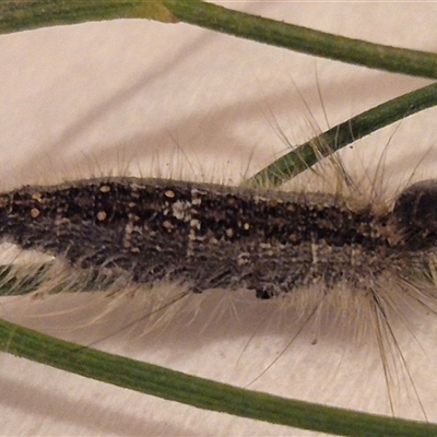 Lymantriinae (subfamily) (Unidentified tussock moths) at Bungendore, NSW - 11 Jan 2025 by clarehoneydove