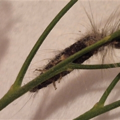Lymantriinae (subfamily) at Bungendore, NSW - suppressed
