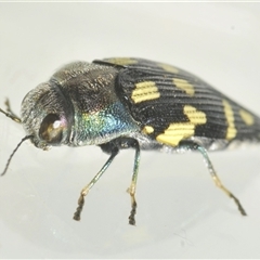 Astraeus (Astraeus) samouelli (A Jewel Beetle) at Theodore, ACT - 9 Jan 2025 by Harrisi