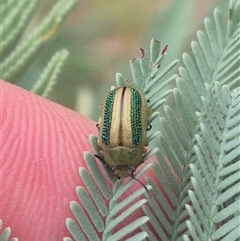 Calomela vittata (Acacia leaf beetle) at Bungendore, NSW - 11 Jan 2025 by clarehoneydove