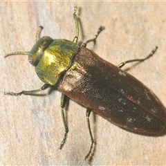 Diphucrania cupripennis (A Jewel Beetle) at Theodore, ACT - 9 Jan 2025 by Harrisi