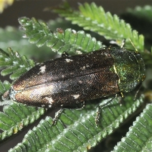 Diphucrania cupripennis at Theodore, ACT - 9 Jan 2025 04:39 PM